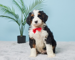 Ace Mini Bernadoodle